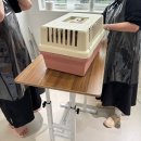 고양이 미용&호텔 뽀냥 이미지