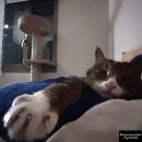 스포츠앤커뮤니케이션 | 역노화 고양이 이부농_14살 16살 18살 고양이 식단_노묘건강관리