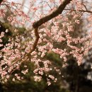 살구꽃가든 이미지