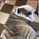 블랙파파도그하우스 이미지