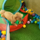 해피독 트레이닝스쿨 이미지