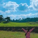 테스김밥 이미지