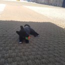 워킹애니멀스쿨 이미지