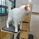 구리동물보호센터 | 대전 동물보호센터 유기견/유기묘 보호소 봉사활동 후기(신청방법, 꿀팁)