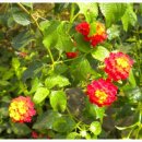 청양고추문화마을 이미지