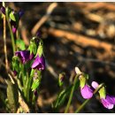 도비산 등산로 이미지