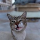 우다다 이미지