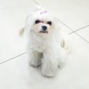 엘케이동물의료센터 이미지