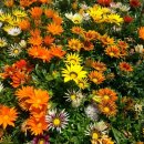 가자니아 이미지