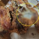 왠 통닭 이미지