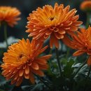 메리골드 이미지