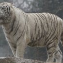 백호한의원 이미지