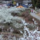 비밀의화원 이미지