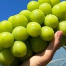 그린농장2 이미지