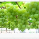 청포도 이미지