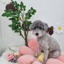 bbodog(뽀독) 이미지