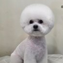 솔리스텔라