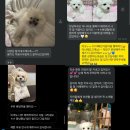 퍼피몽(애견분양) 이미지