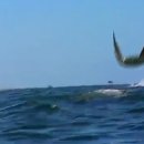 Jumping Mobula Rays ... The coast of Baja, Mexico 이미지