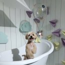 헬로우프리티 이미지