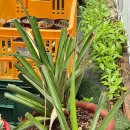 맛디아농장 이미지