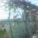 서울금옥초등학교 이미지