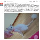 고양이 야매미용 이미지