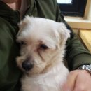 쁘띠시앙 이미지