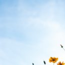 봄을 그리며 이미지