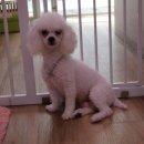 늘안아줄개 이미지