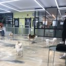 베러댕댕 이미지