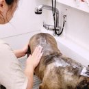 그레이스그루밍 이미지