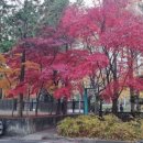 사파동210 이미지