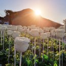 장미정원 이미지