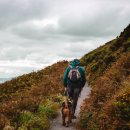 네모강아지 이미지