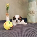 아이러브독 강아지 부천점 이미지