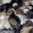 산천농장 이미지