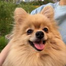 미견미묘 이미지