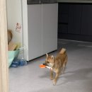 러브미독 | 인천강아지 러브미독 콩시바견 데리고 온 후기