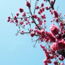 고목나무 이미지