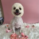 오수의과 동물병원 이미지