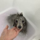 뽀독(BBODOG) 이미지