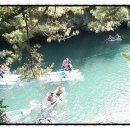 위미동백군락 이미지