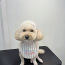 온댕 이미지