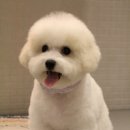 트리밍807 이미지