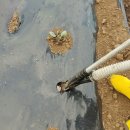 제주 우찌 이미지