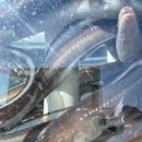 눈꽃횟집 이미지