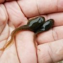 백설연차 이미지