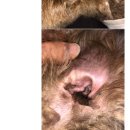 미라클 독 이미지