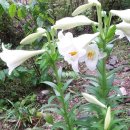 화이트 헤븐 이미지